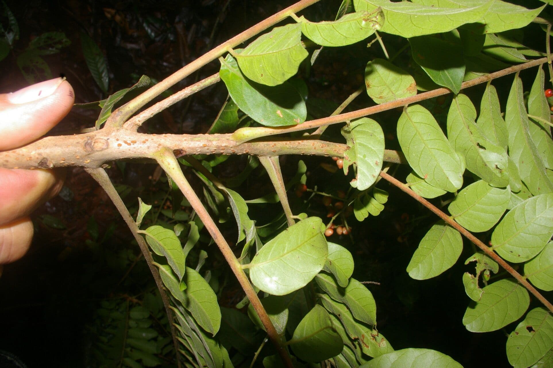 Mosquitoxylum 18