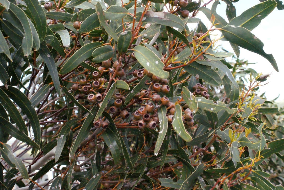 Cork mallee 6