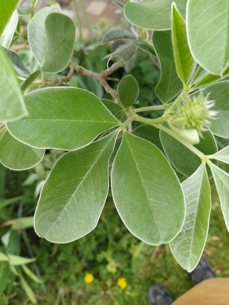 Argyrocytisus battandieri 10