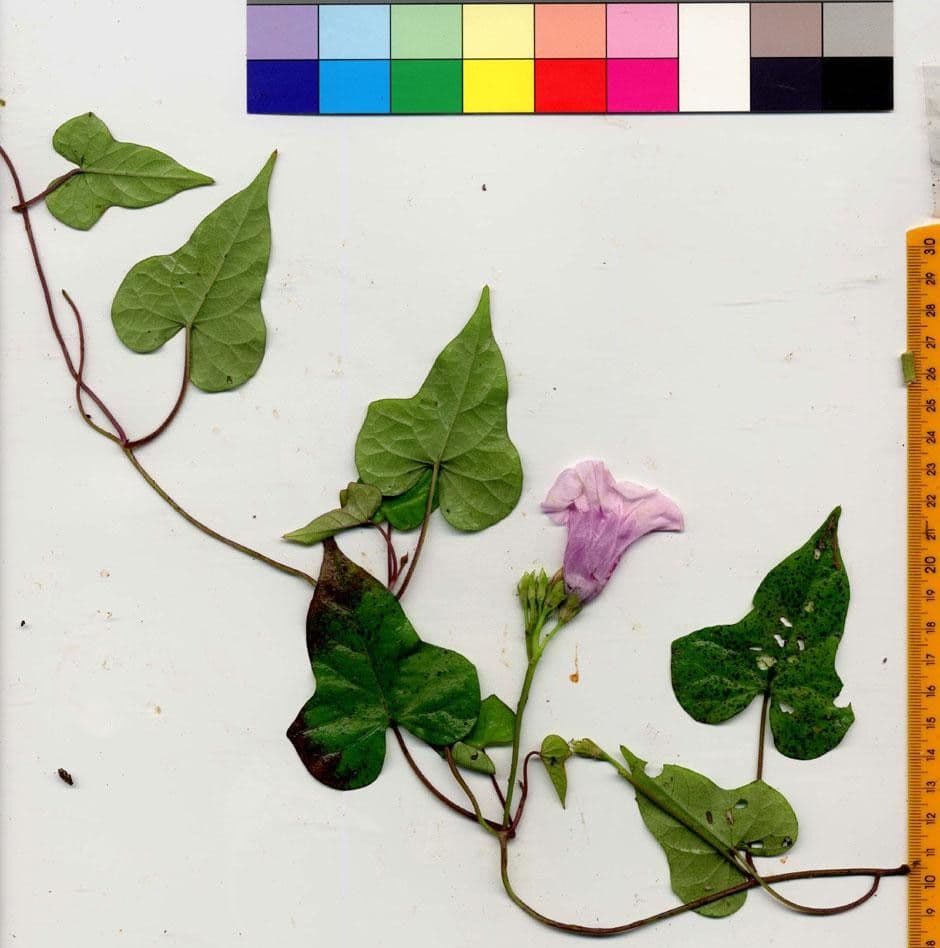 Ipomoea trifida 19