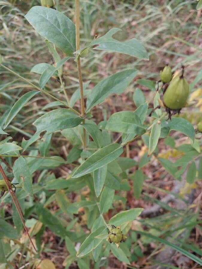 Millepertuis ascyron 10