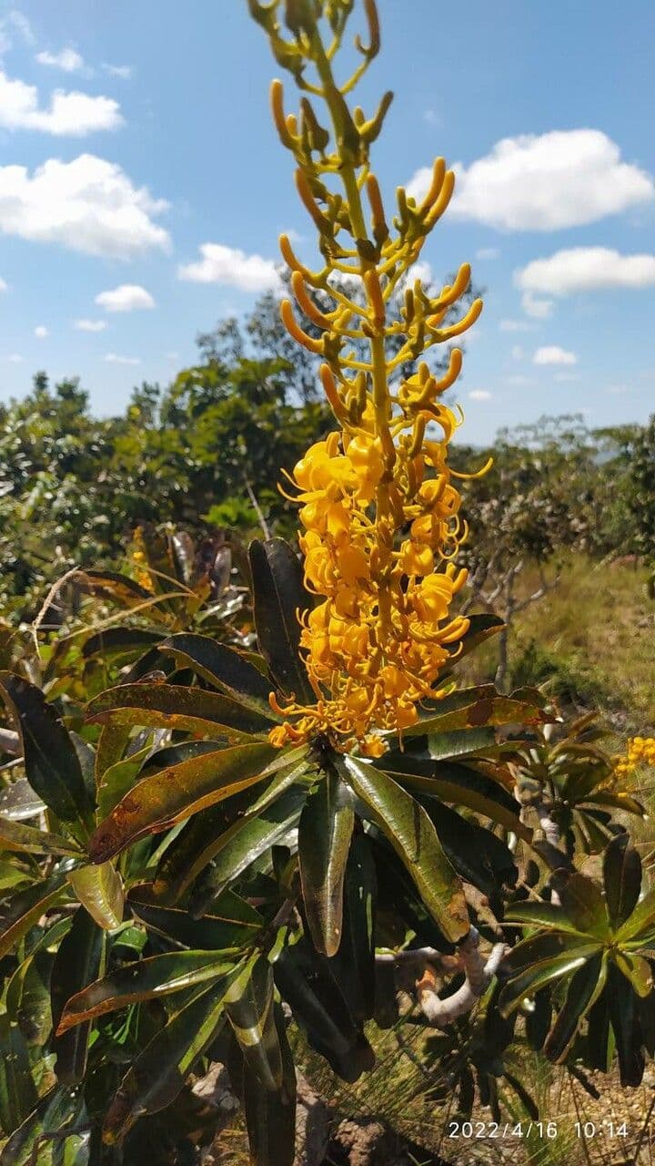 Vochysia tucana