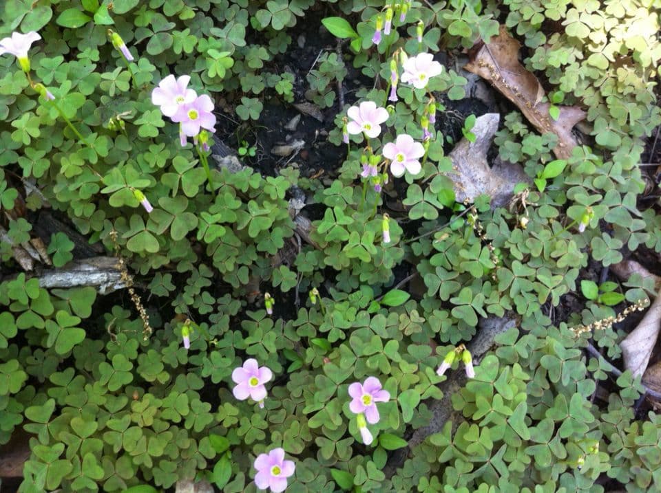 Acetosa viola 6