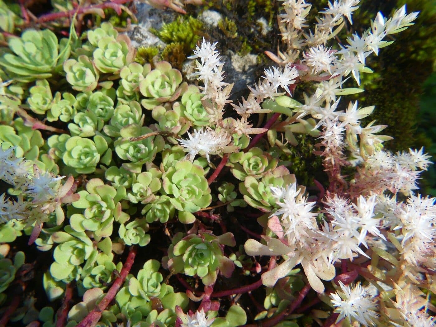Sedum glauco 17