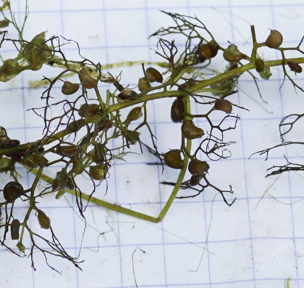 Erba vescica 19