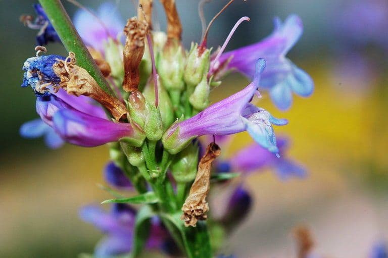 Penstemon