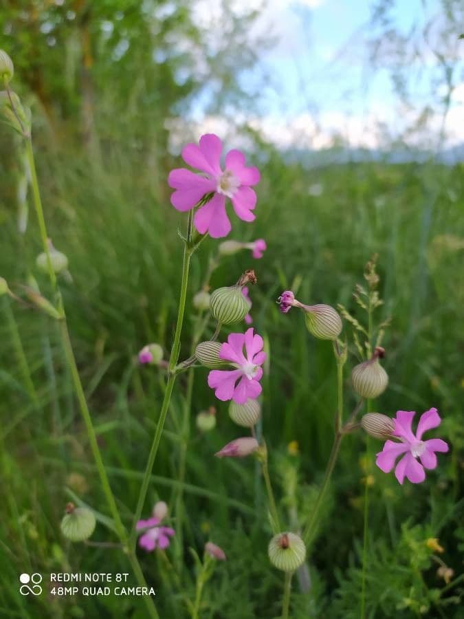 Silene conica 19