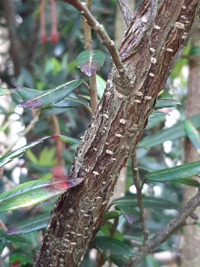 Crinodendron 19