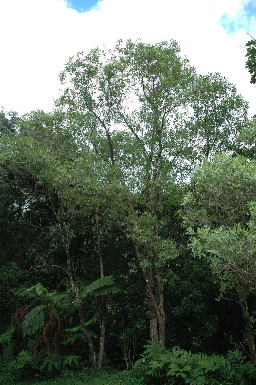 'Ōhi'a 2