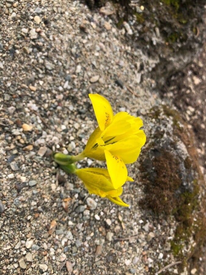 Giaggiolo 4