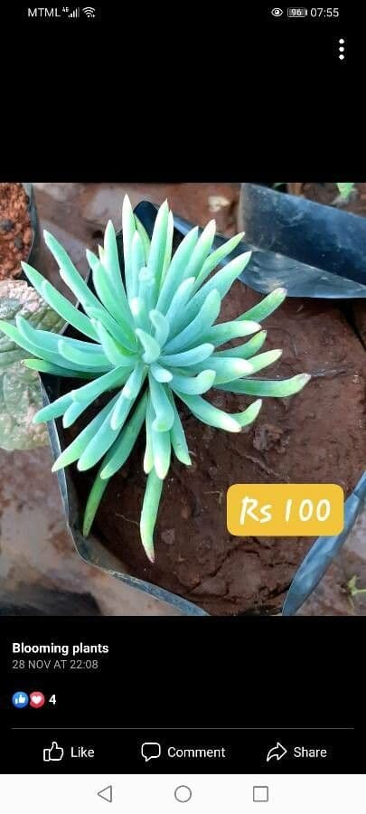 Dudleya 12