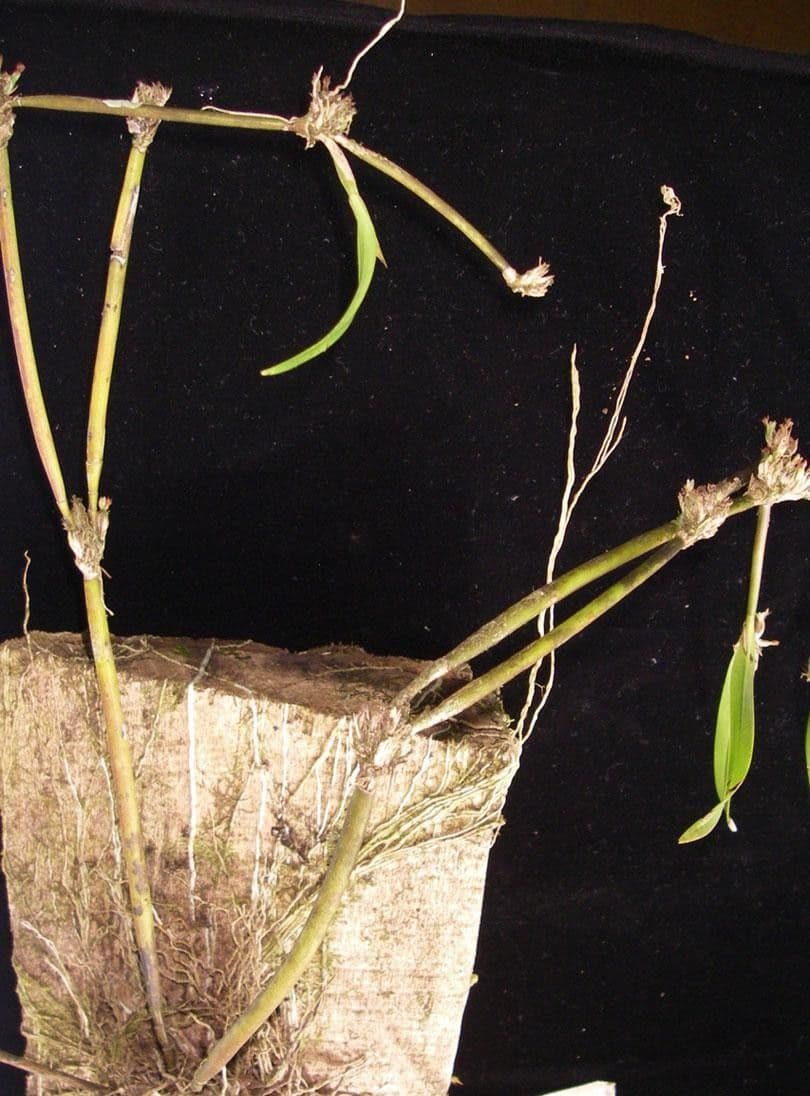 Scaphyglottis 13