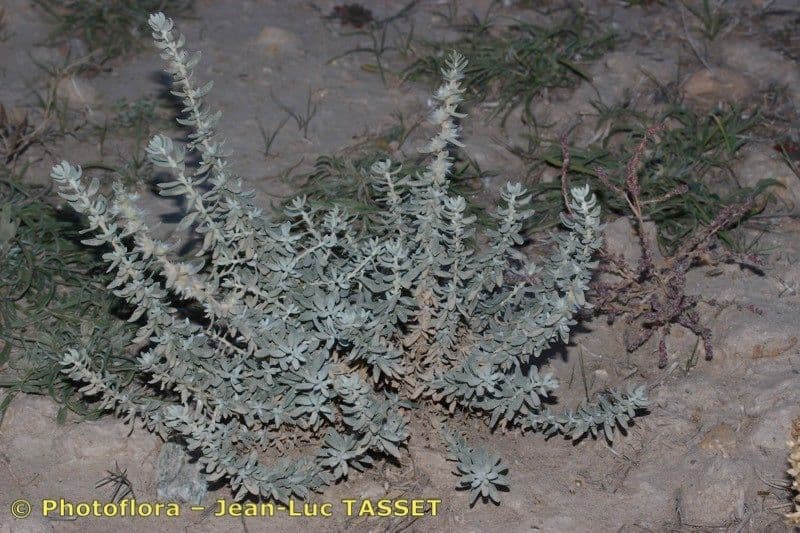 Krascheninnikovia ceratoides 9