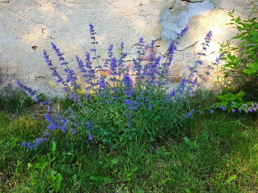 Erba gatta 12