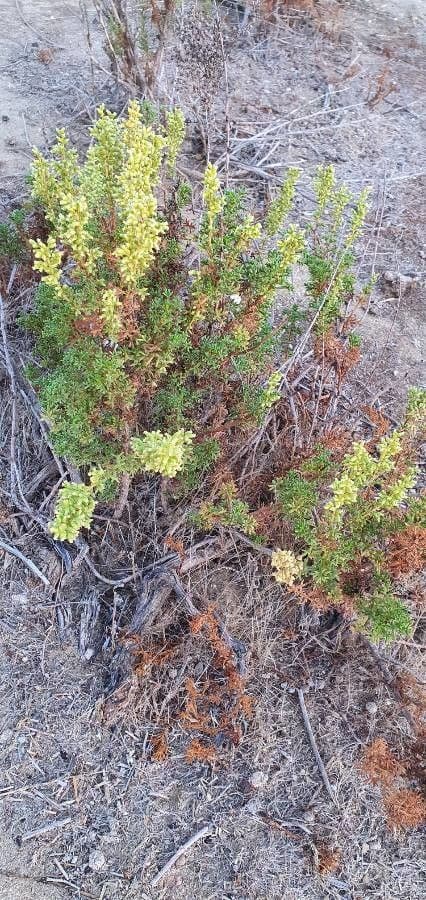 Thymus carnosus 14