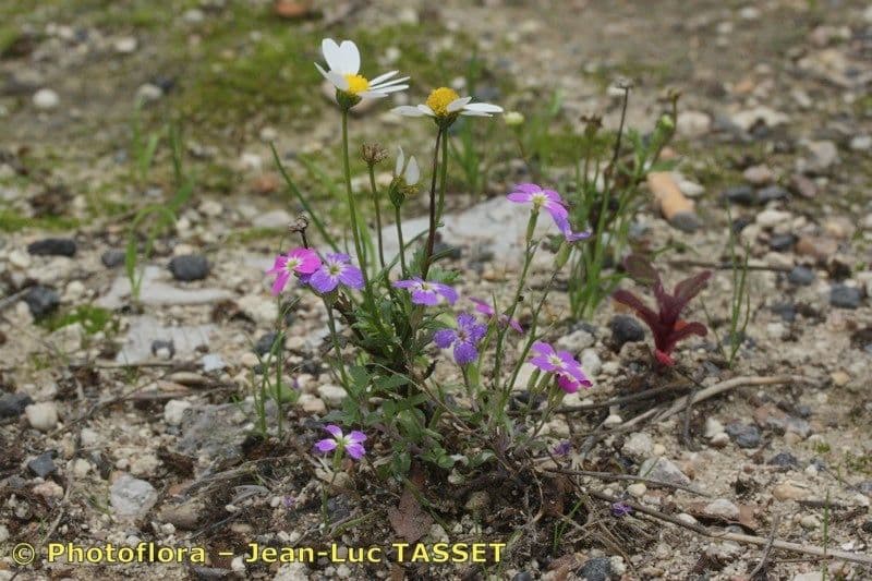 Malcolmia flexuosa 7