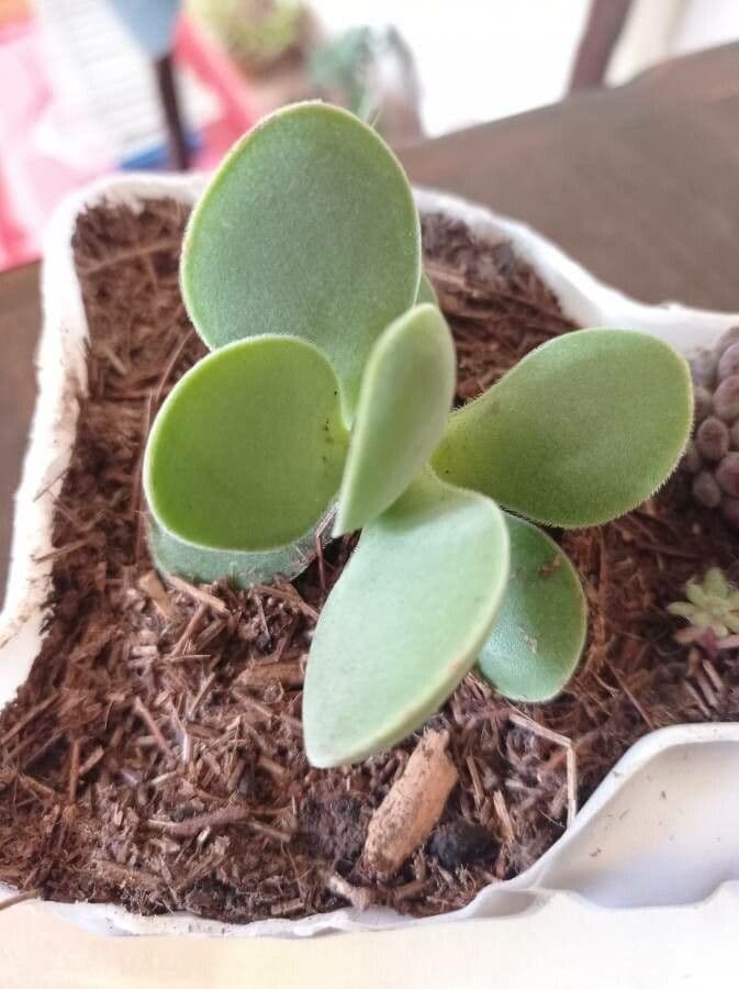 Crassula 2