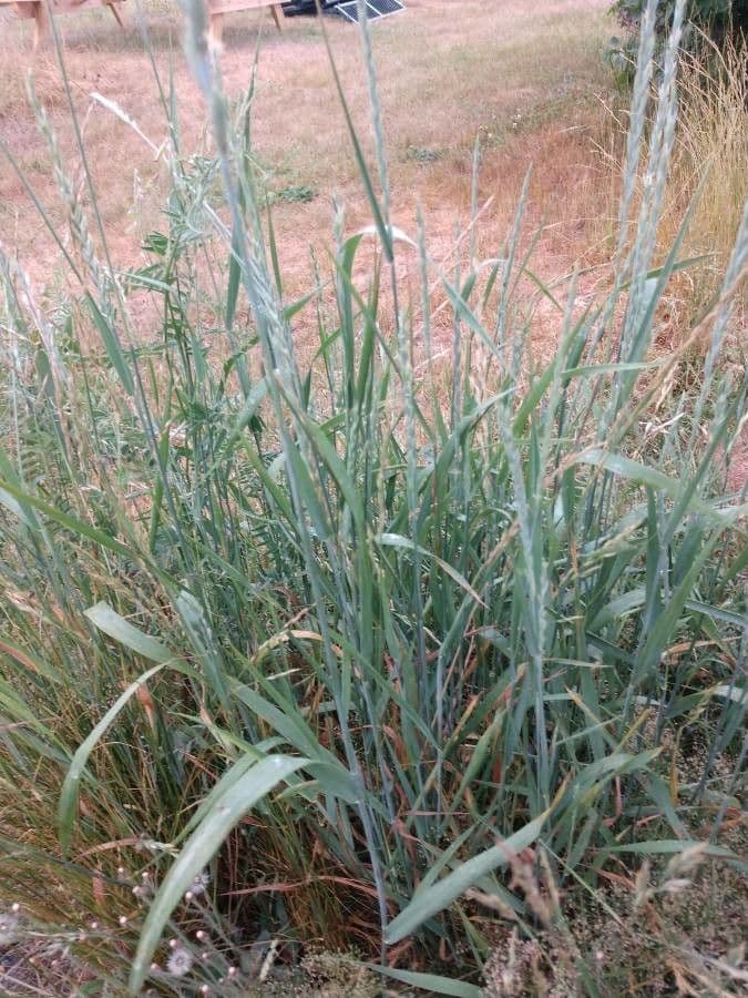 Leymus triticoides 11