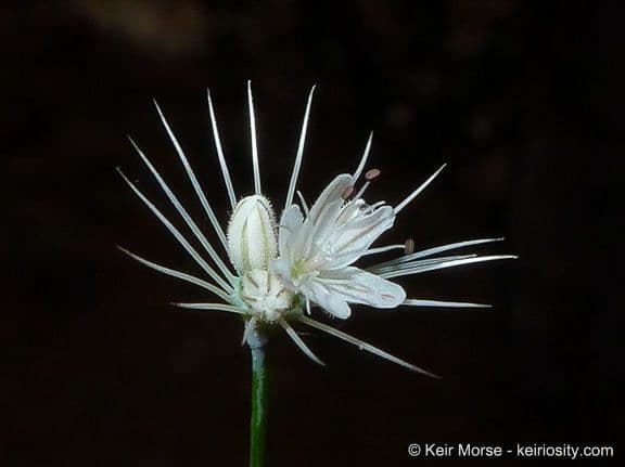 Acanthoscyphus parishii 2