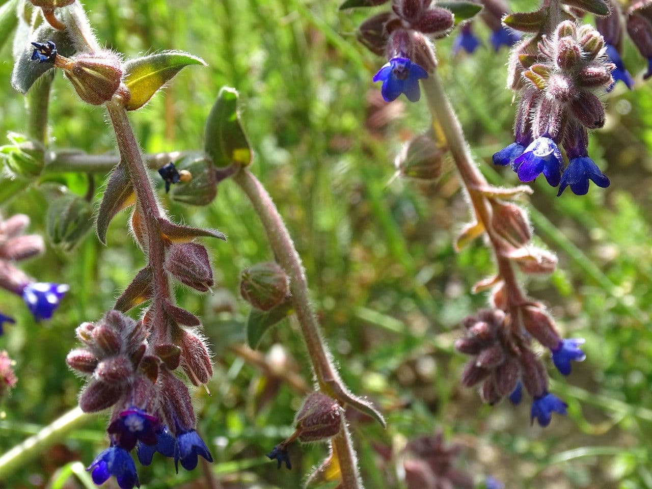 Buglossoide ondulata 19