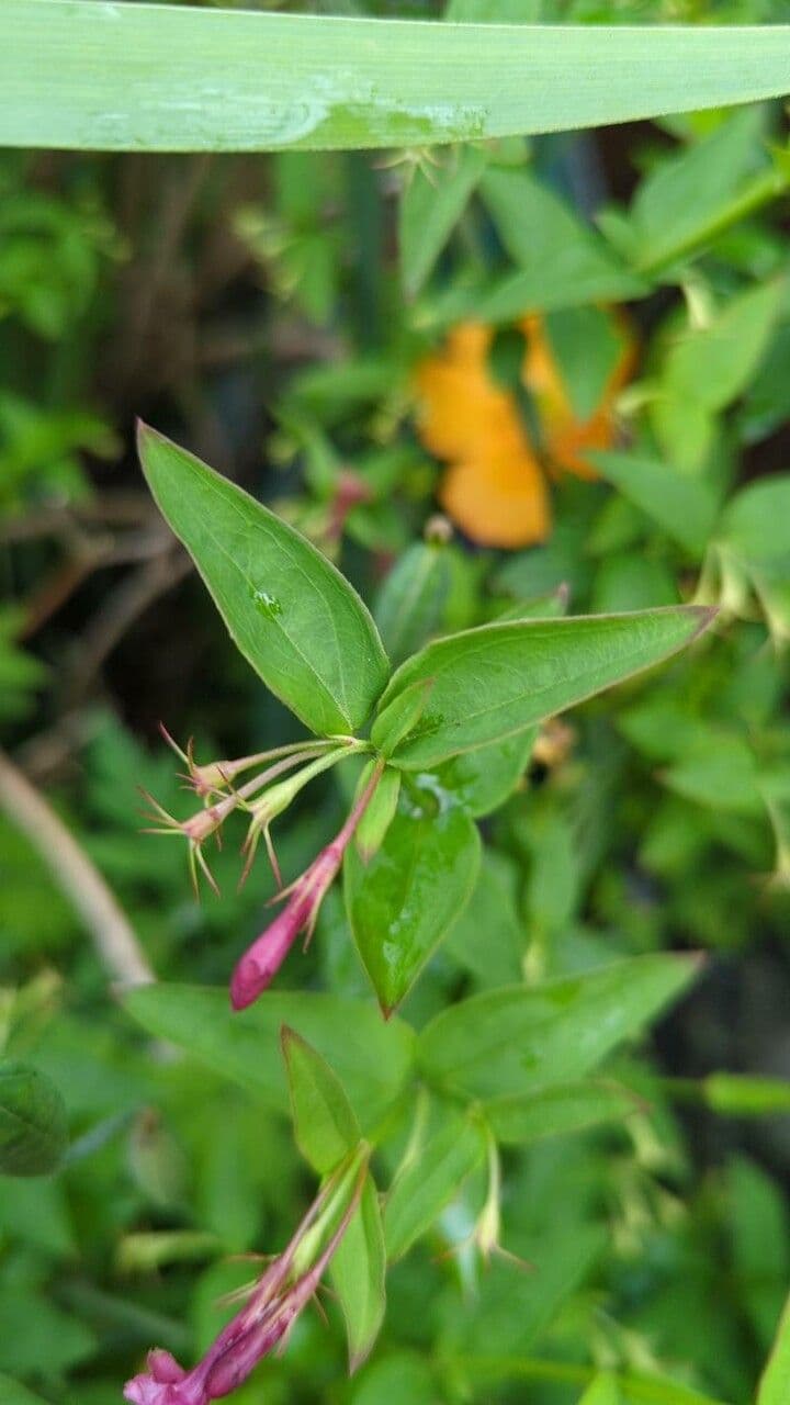 Red jasmine 9