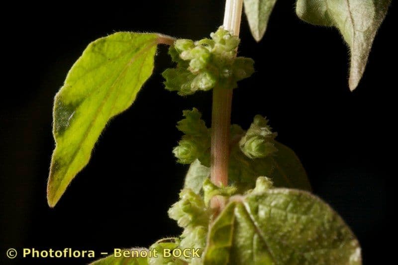 Parietaria 8