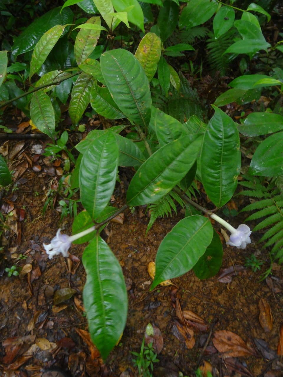 Psychotria 11