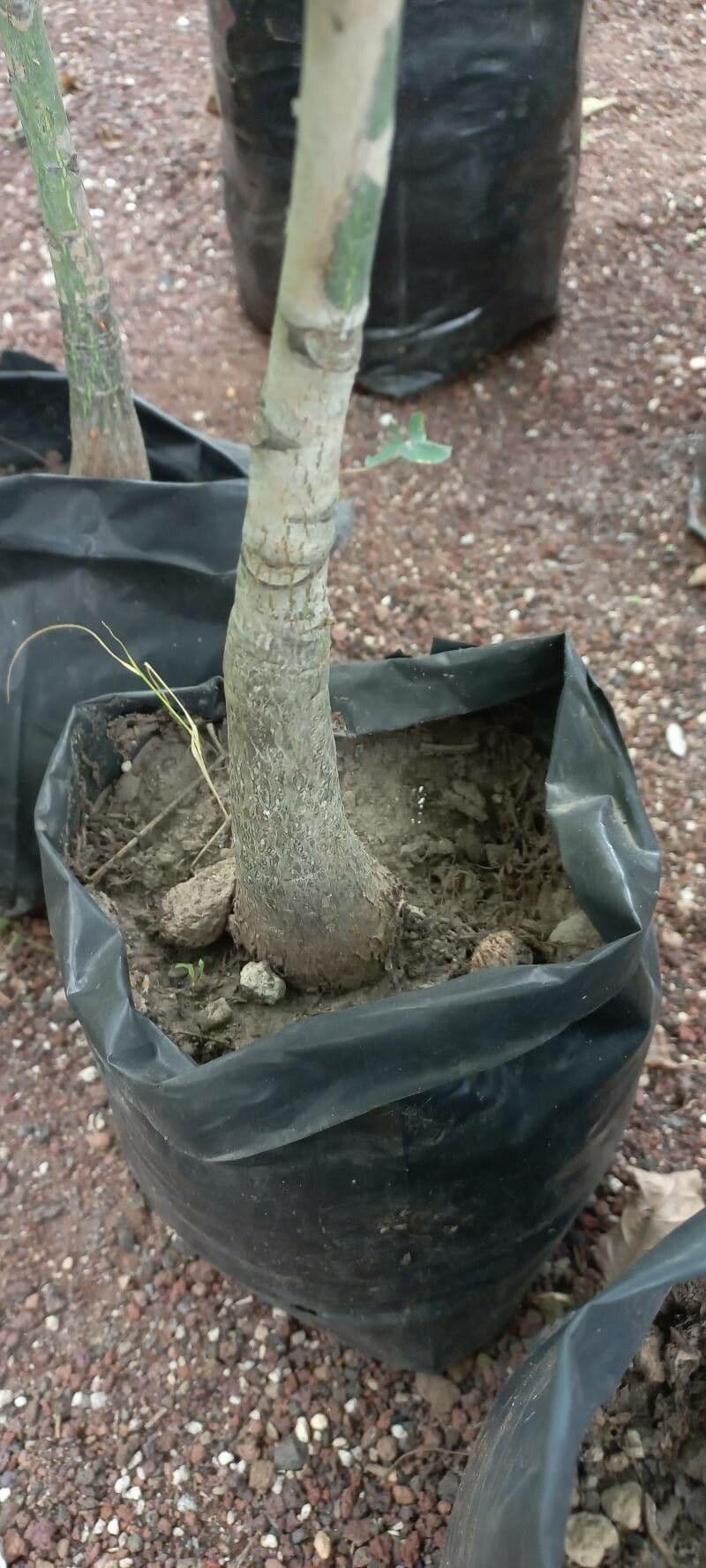 Annona senegalensis 22