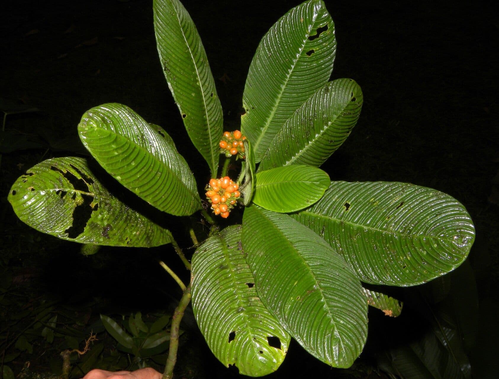 Polyphlebia 5