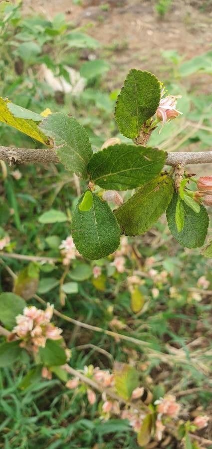 Grewia 9