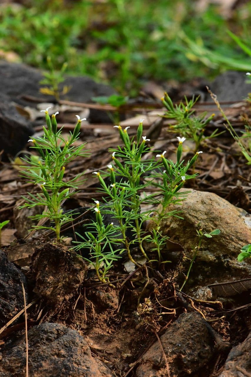Tagetes micrantha 5