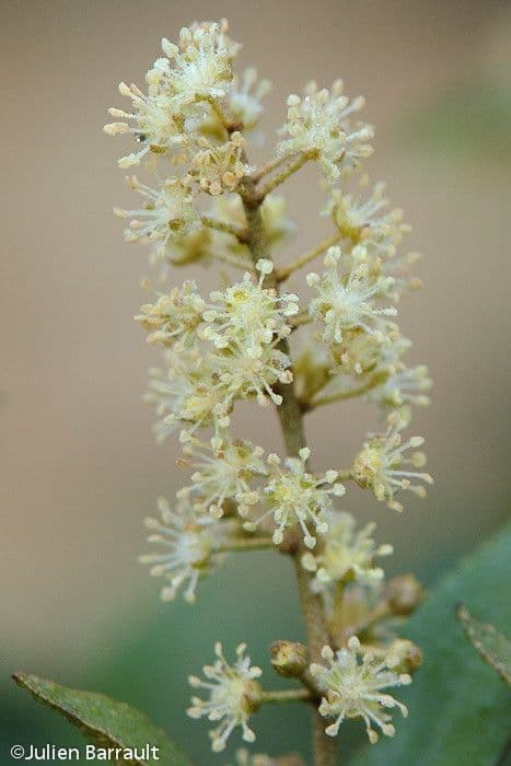 Croton 8