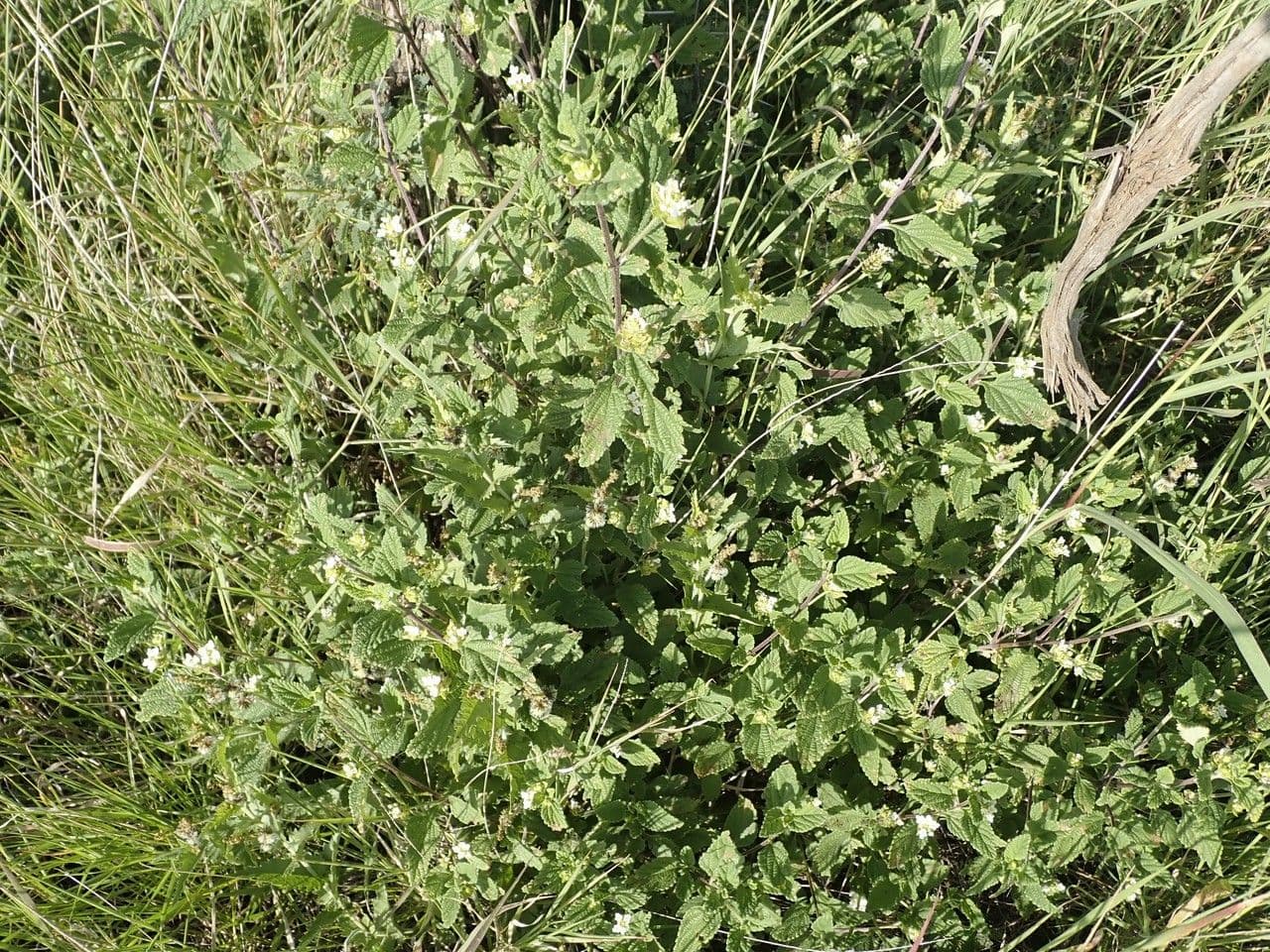 Lantana 12