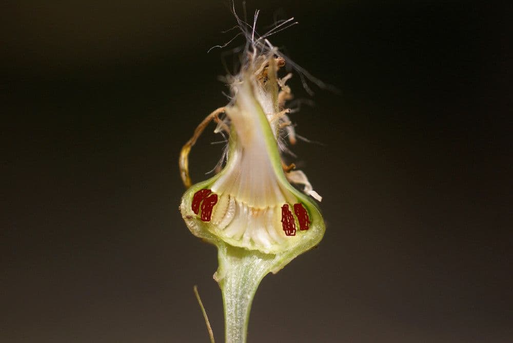 Grattalingua 5