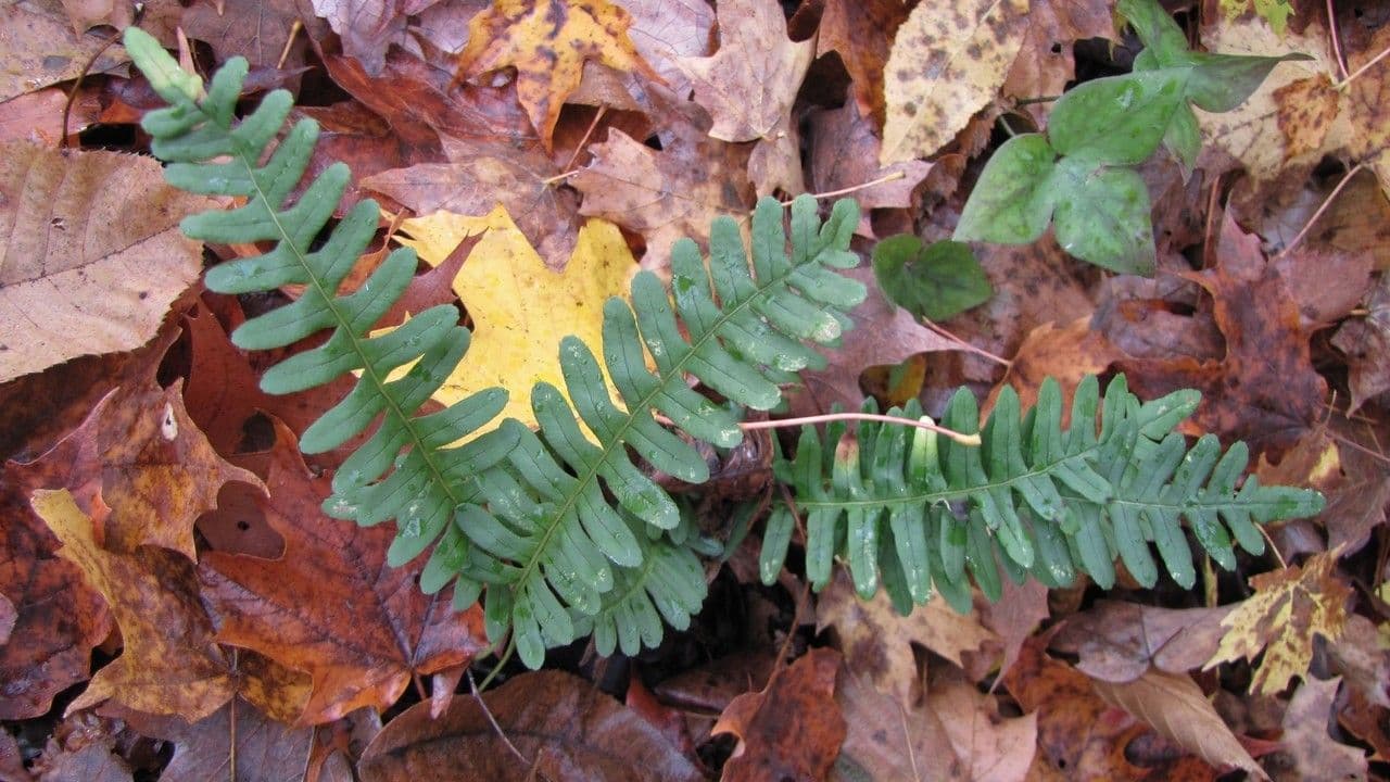 Polypodium virginianum 6