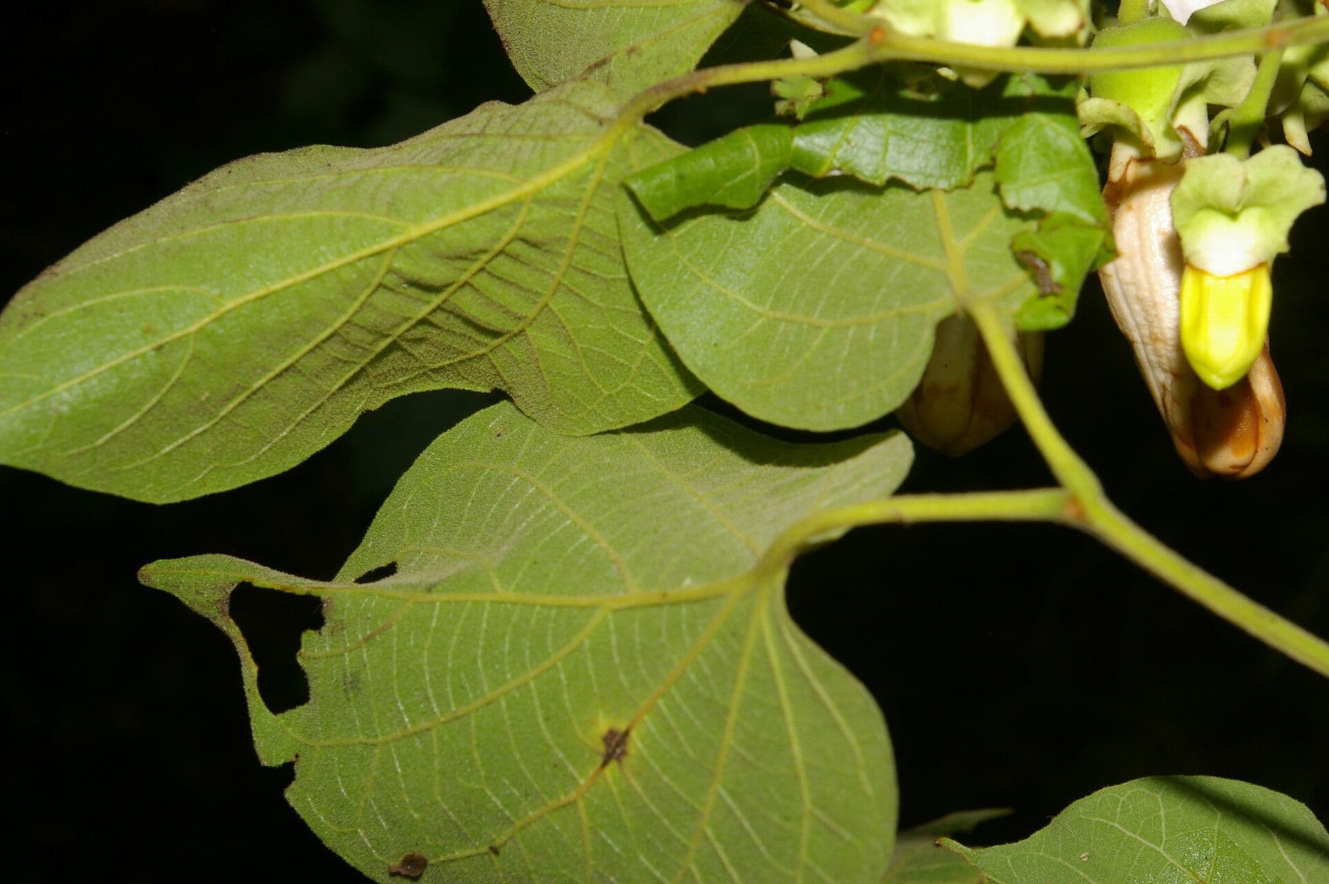 Amphilophium paniculato 10