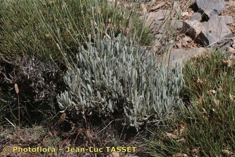 Lavanda lanata 10