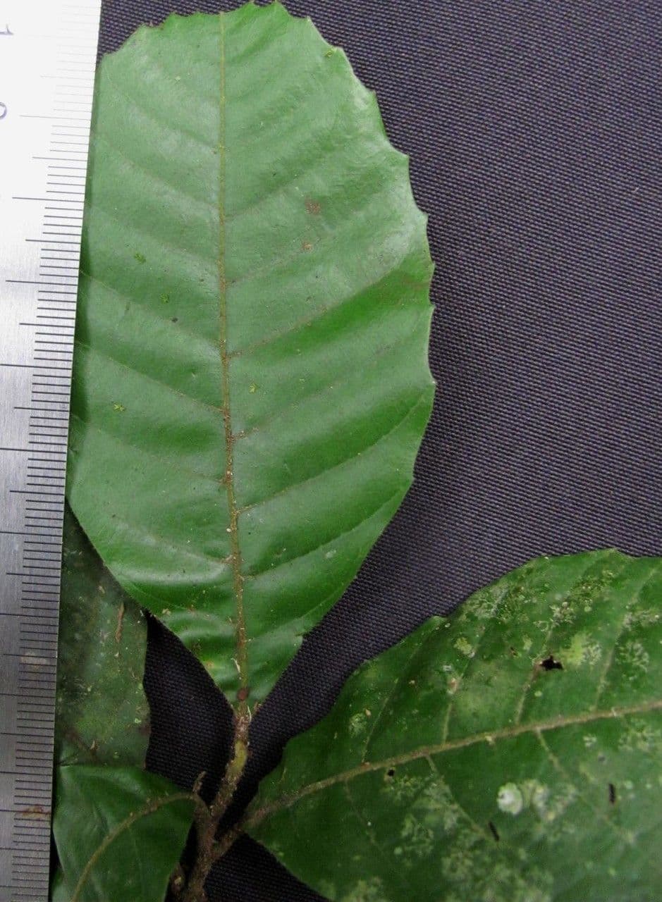 Cupania 11