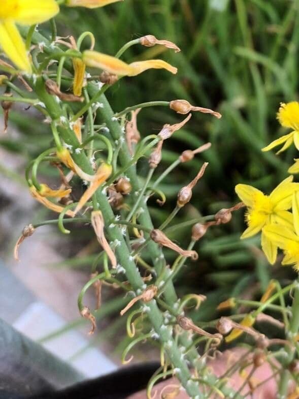 Bulbine arbustiva