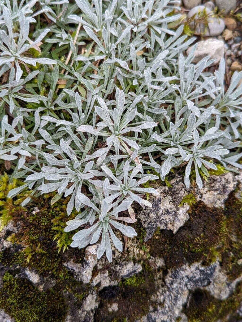 Achillea 9