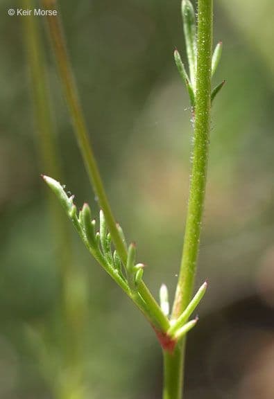 Achillea-Gilie 15