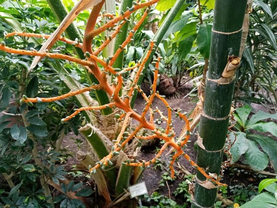 Palma tepejilote 7