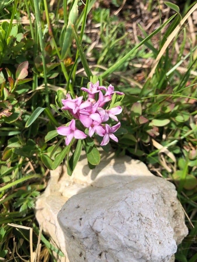 Dafne striata 3
