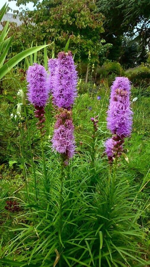 Liatris 11