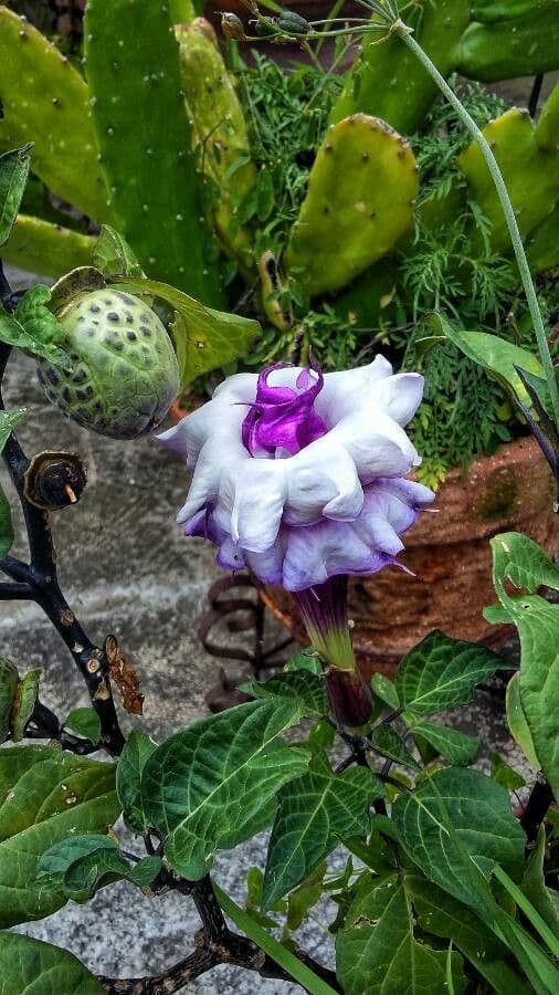 Datura metel 26