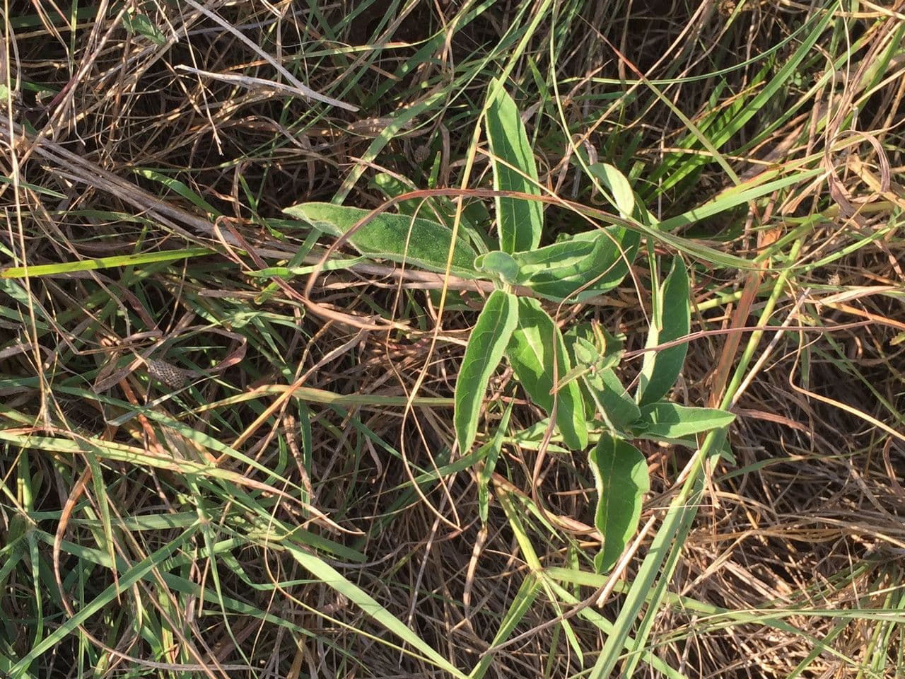 Asclepias asperula 12