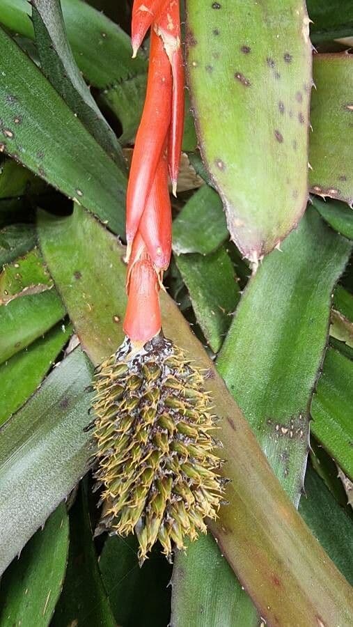Aechmea 2