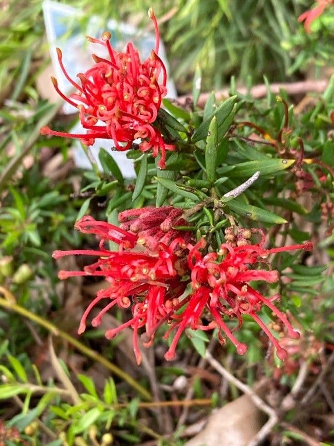 Grevillea ginepro 4