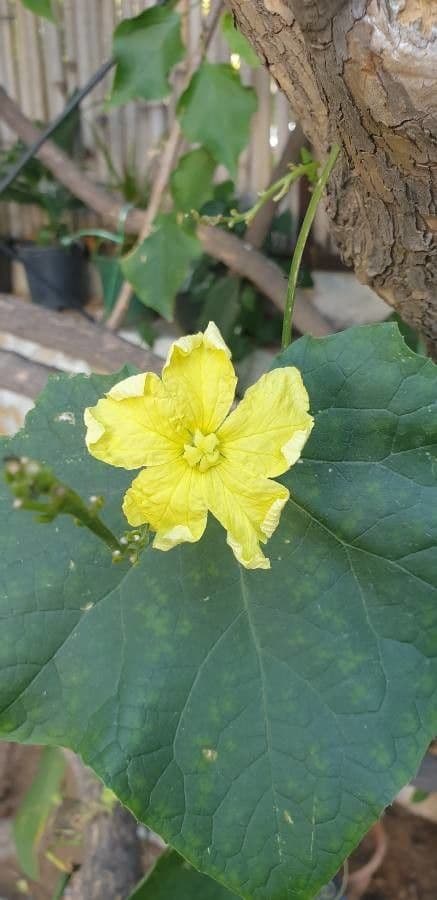 Luffa 8