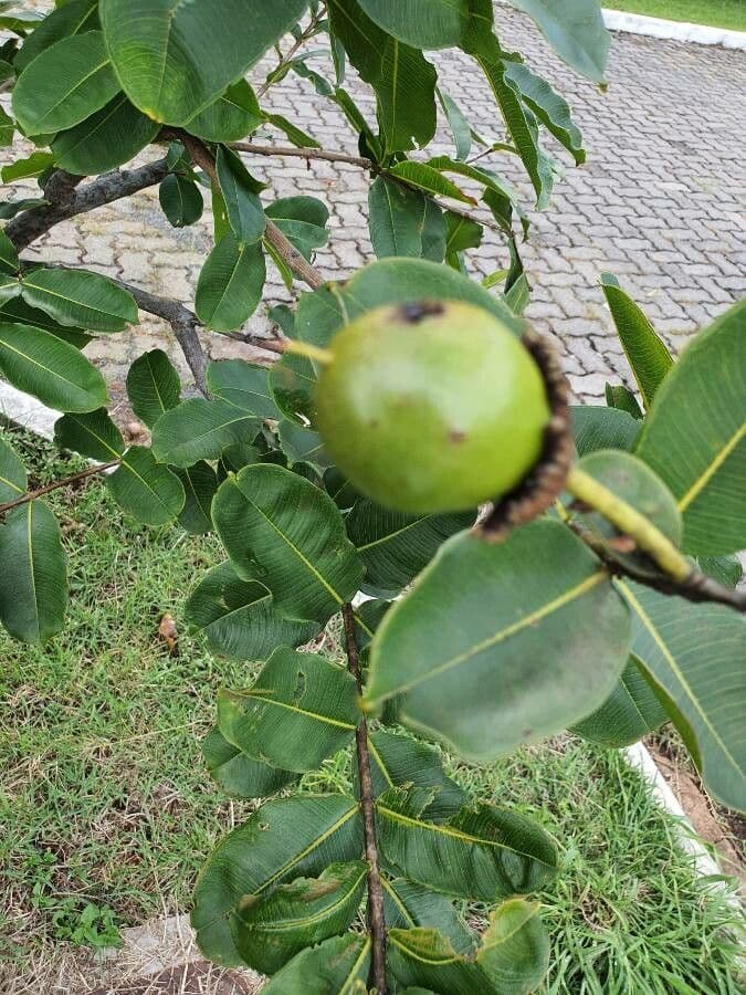 Lafoensia